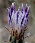  Disc florets